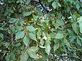 C. tournefortiiの葉と果実