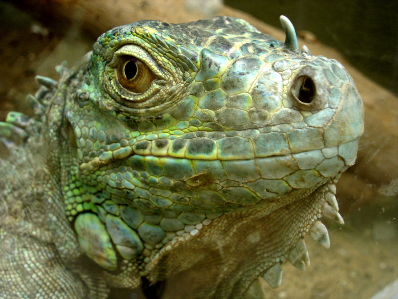 File:Darica Iguana 03441.jpg