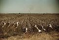 Day laborers picking cotton, near Clarksdale, Miss.1a34342v.jpg