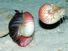 Two chambered nautiluses feeding on a two-spot red snapper. Deepest record of Nautilus - 703 meters.png