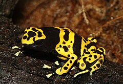 Dendrobates leucomelas