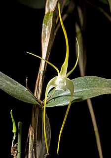 Dendrobium tetragonum var. cacatua (yellow tree spider orchid) Dendrobium tetragonum fma. album A.Cunn. ex Lindl., Edwards's Bot. Reg. 25(Misc.)- 33 (1839) (sib. 'Matsushima' CHM-JOGA x 'MJ's' SM-JOGA) (39548969652) - cropped.jpg
