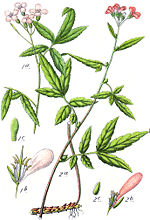 Thumbnail for Cardamine bulbifera