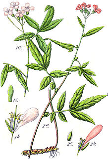 <i>Cardamine bulbifera</i> species of flowering plant in the cabbage family Brassicaceae