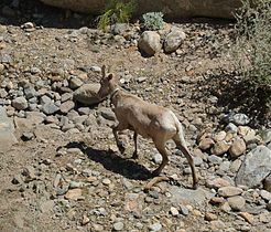 Anza-Borrego Desert State Park