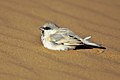 Desert Sparrow - Merzouga - Morocco 07 7156 (22203842844).jpg