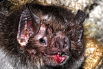 Thumbnail for Common vampire bat