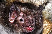 Common vampire bat Desmodusrotundus.jpg