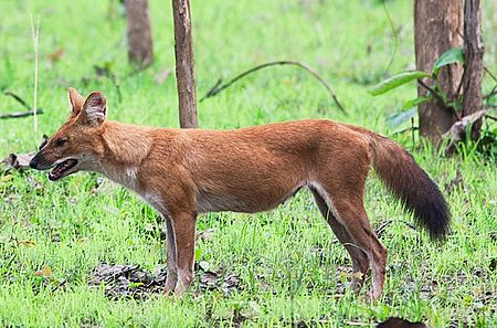 Tập_tin:Dhole,_Pench_Tiger_Reserve.jpg