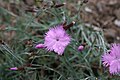 Einfach nur untypisch rosa, oder evtl. garnicht Dianthus seguieri?