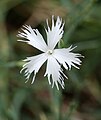 Dianthus plumarius (Caryophyllaceae) Common pink