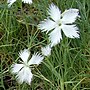 Миниатюра для Файл:Dianthus graniticus flower in Rostock.jpg