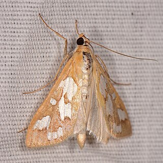 <i>Diastictis robustior</i> Species of moth