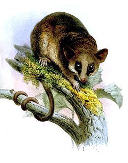 Linnaeuss mouse opossum Species of marsupial