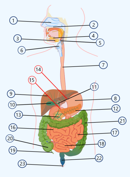 File:Digestive System.png