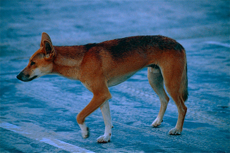 File:Dingo (Canis lupus dingo) crossing the road in the evening (9951729025).jpg