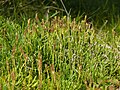 Diphasiastrum issleri, Thüringer Wald