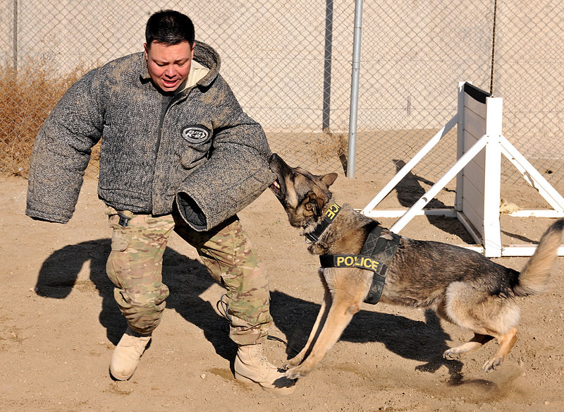 File:Dogs defend Bagram 121221-F-LR266-090.jpg