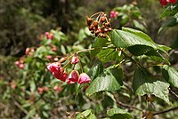 Dombeya elegans