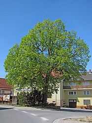 Village linden in Gauaschach.jpg