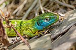 Thumbnail for Western green lizard