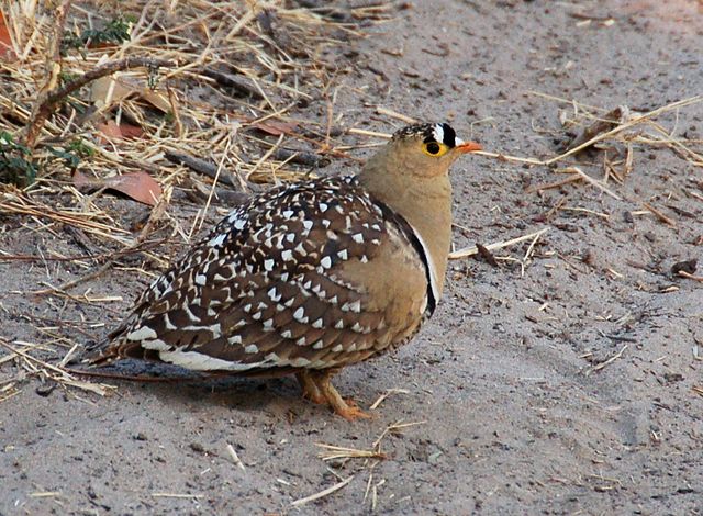 Sandgrouse Travel