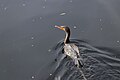 Double-crested cormorant cruises through the water