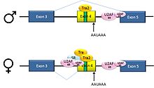 Splicing Dna Wiki