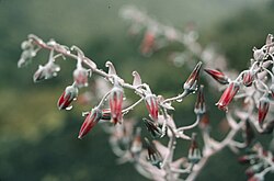 Dudleya anthonyi 173754664.jpg