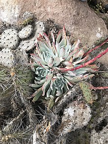 Dudleya candida 1.jpg