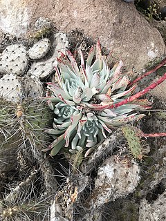 <i>Dudleya candida</i> Succulent plant from Mexican islands in the Pacific