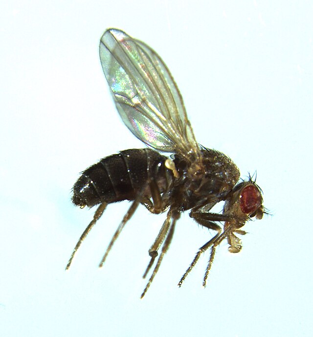 Drosophila melanogaster - Wikipedia