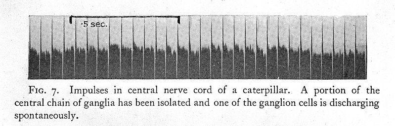 File:E.D. Douglas, nerve impulse in caterpillar Wellcome L0002001.jpg