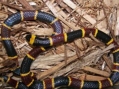 Eastern coral snake