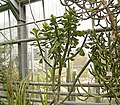 Euphorbia desmondii