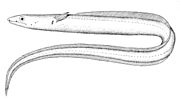 Thumbnail for Echelus pachyrhynchus