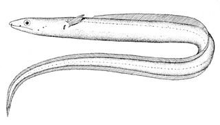<i>Echelus pachyrhynchus</i> Species of fish