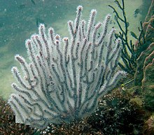 Echinogorgia-sp-sea-fan-3.jpg