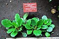 Plant called "donkey's ears" in the garden