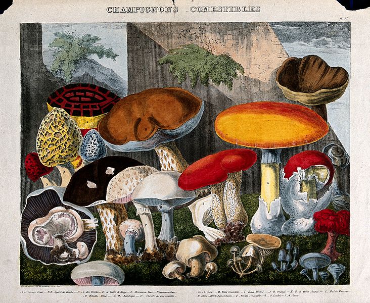 File:Edible fungi - 19 species, including horse and field mushroo Wellcome V0043128.jpg