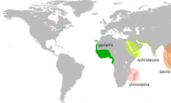 Egretta gularis map.svg