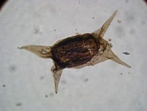 Eisenackidium orientalis.jpg