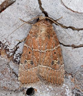 <i>Elaphria grata</i> Species of moth