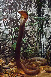 largest cobra in the world