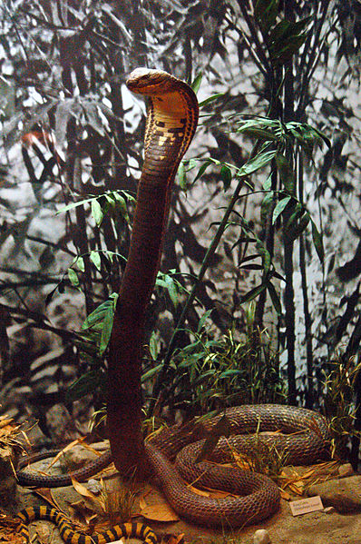 A king cobra in its defensive posture (mounted specimen at the Royal Ontario Museum)
