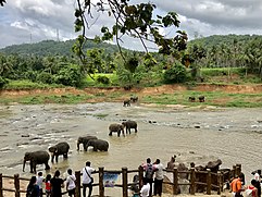 Elephant Bathing in Sri Lanka.jpg