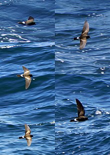 Eliotts storm petrel.jpg