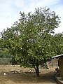 Grapefruit, Citrus x paradisi (Citrus sinensis x Citrus maxima)