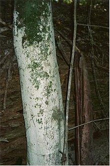 Endiandra floydii - Garden of Eden Road, Мервиллумба.jpg