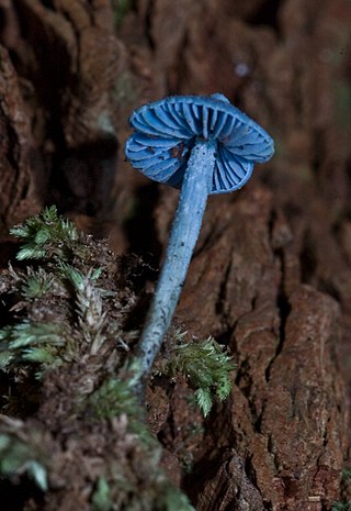 Entoloma hochstetteri: fotografijŏ